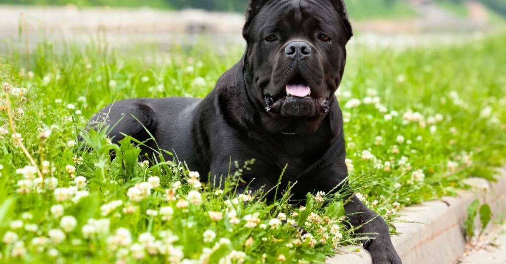 How Much is a Cane Corso Dog 4