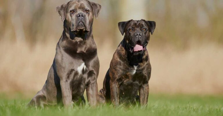 Two Cane Corso dogs sitting on grass, highlighting their strong and muscular build.