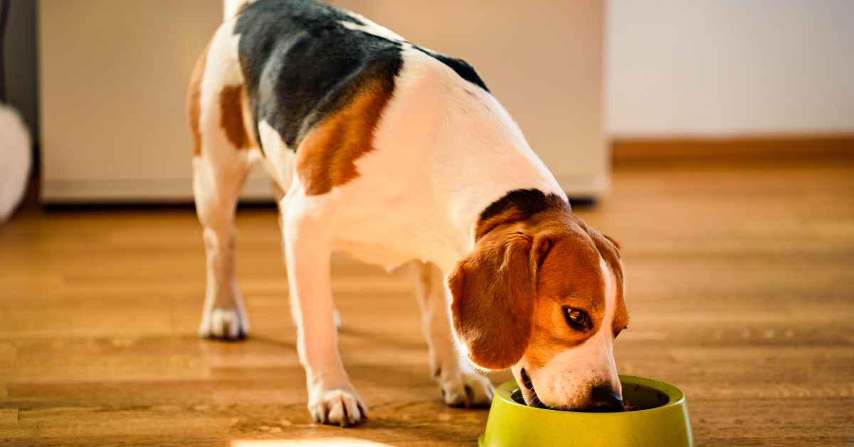 A Beagle eating from a green bowl on a wooden floor in a well-lit room.