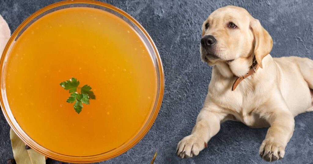 Is Chicken Broth Good for Dogs 1