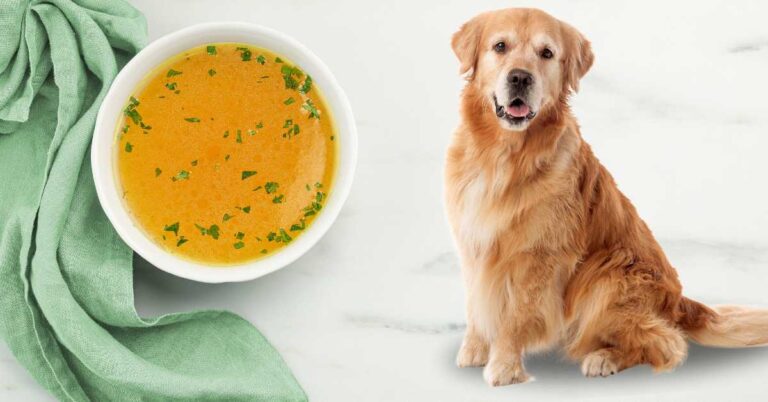 A bowl of chicken broth next to a golden retriever, representing healthy, tasty food options for dogs.