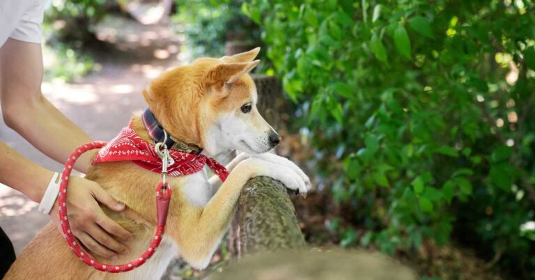 A dog with a red bandana looking over a fence. Is Citronella Safe for Dogs?