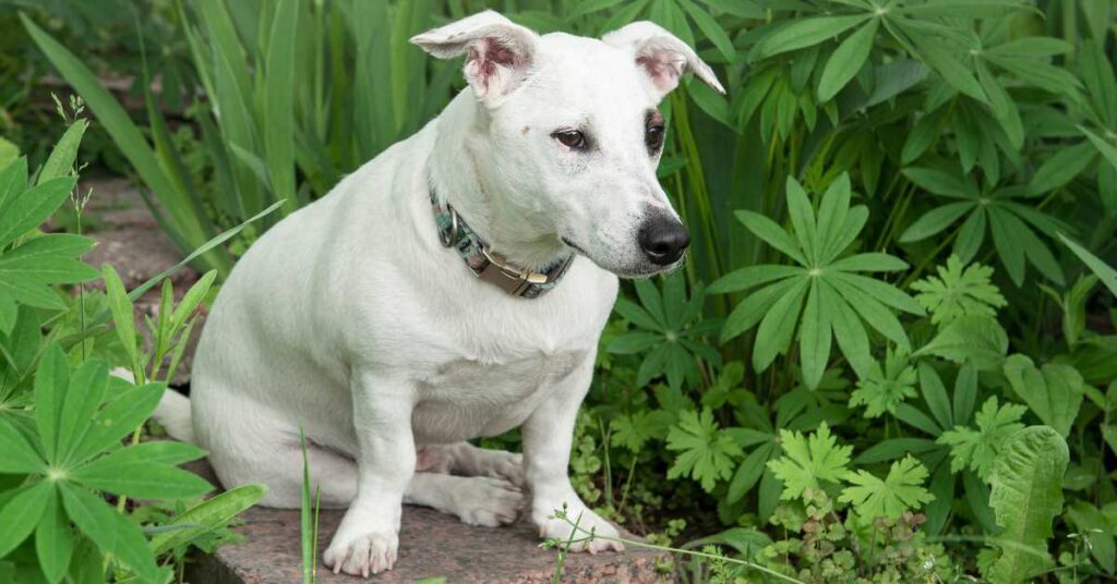 Is Citronella Safe for Dogs 4