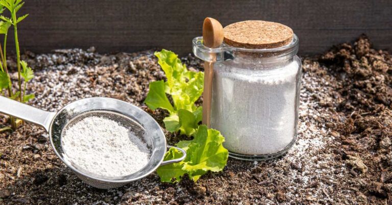 Fine white diatomaceous earth powder in a glass jar and a sifter, used for natural pest control.