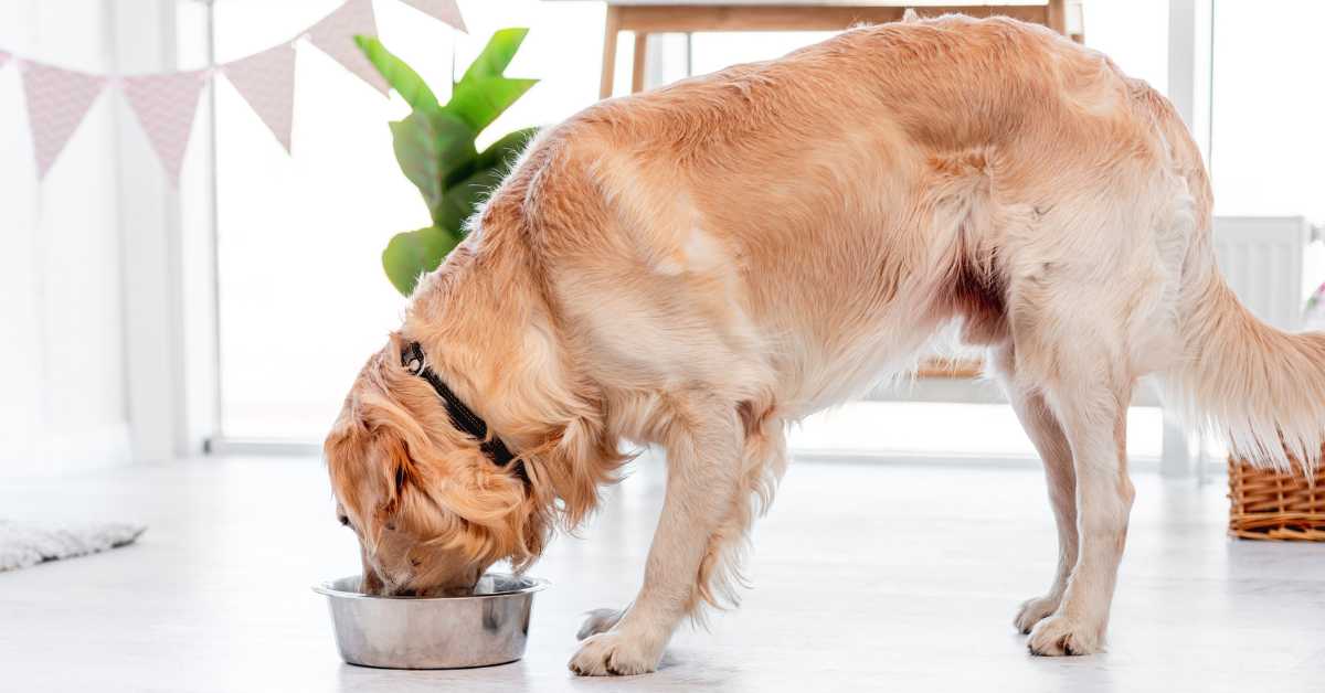 Golden Retriever eating from a stainless steel bowl in a bright, cozy room.