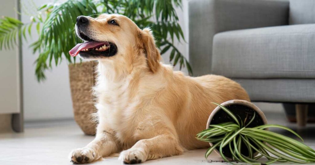 Is Lemongrass Safe for Dogs 2