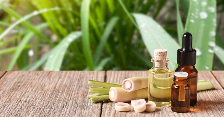 Bottles of lemongrass essential oil with fresh lemongrass on a wooden table in front of green foliage.