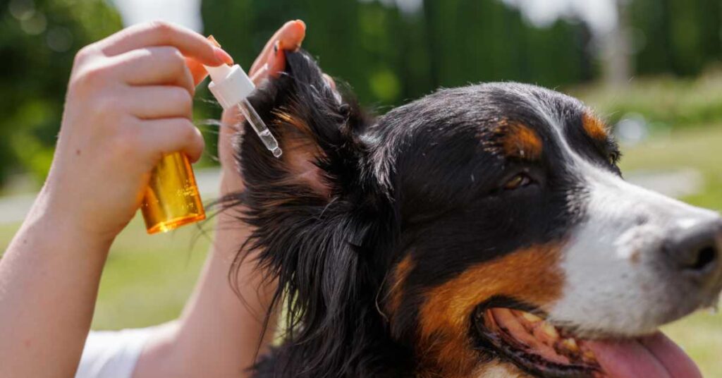 Is Neem Oil Safe for Dogs 2