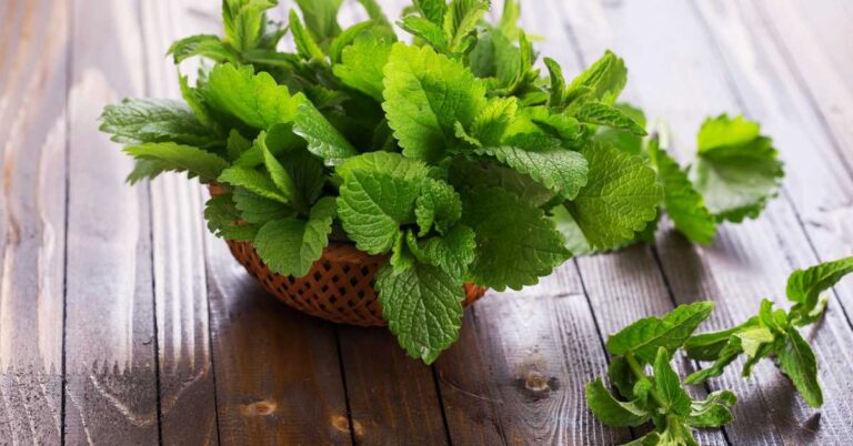 Is Peppermint Safe for Dogs?