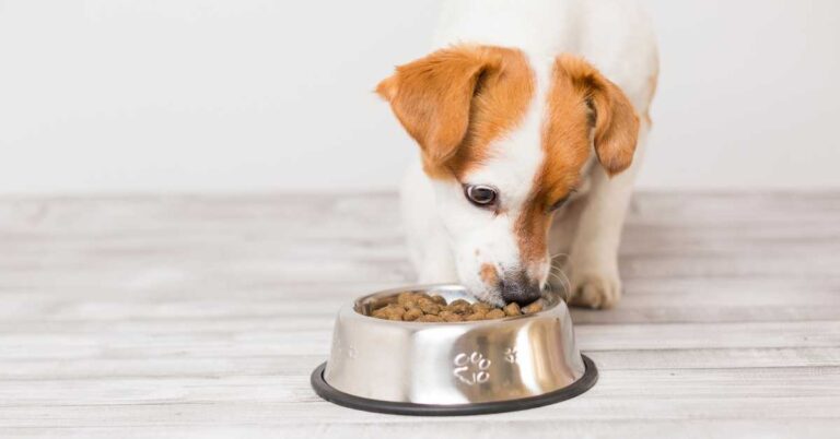 Jack Russell Terrier eating food from a stainless steel bowl on a wooden floor.