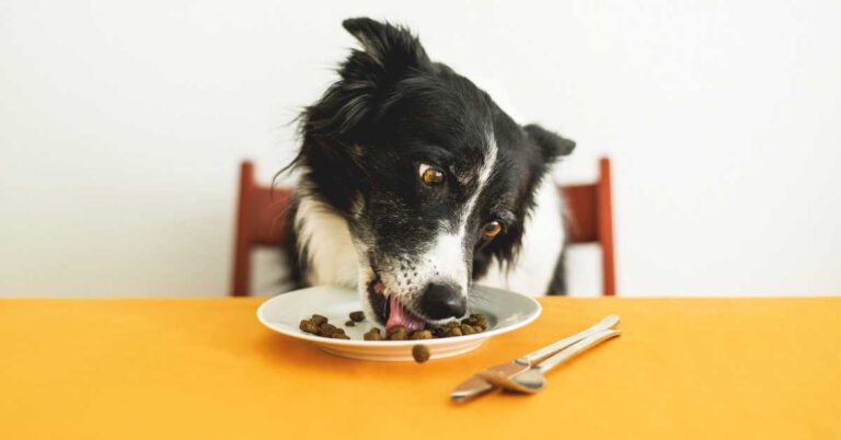 Dog eagerly eating Purina One dog food from a bowl on a table.