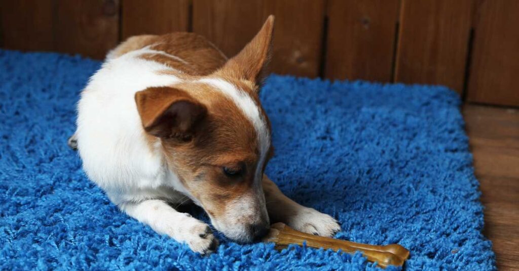 Is Rawhide Safe for Dogs 2