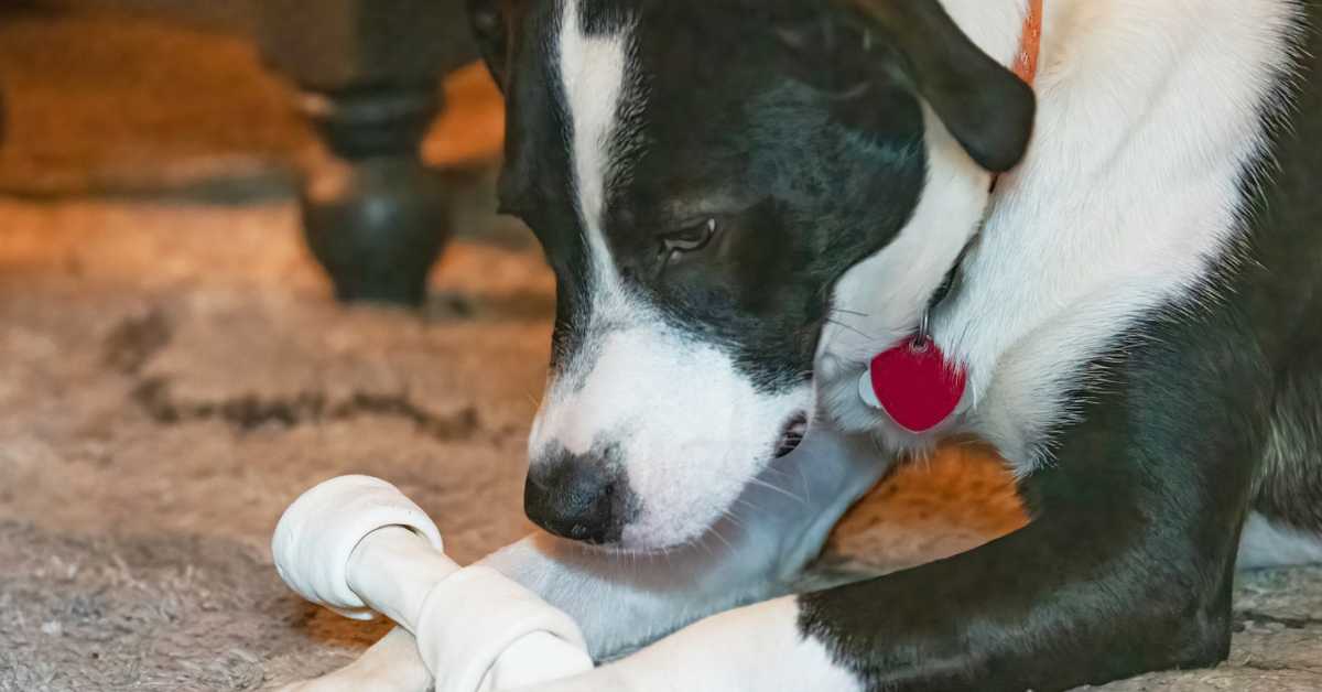 Dog chewing on a rawhide bone while lying on a carpet, focusing intently on the chew.