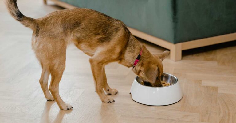 A brown dog with a red collar eating from a white bowl on the floor indoors.