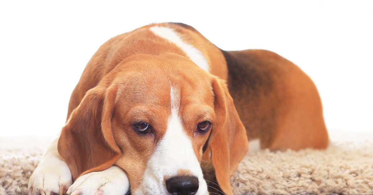 Sad beagle lying on carpet, showing signs of an upset stomach and needing soothing care.