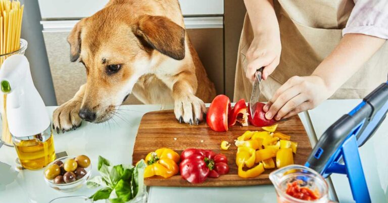 Dog eagerly watching as owner prepares fresh vegetables on a cutting board in the kitchen.