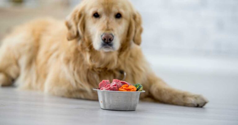 Golden retriever lying on the floor, looking at a bowl of raw chicken and vegetables.