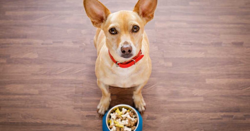 What is the Best Dog Nutrition 2