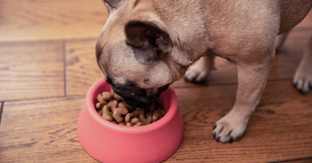 What is the Best Dog Nutrition 3