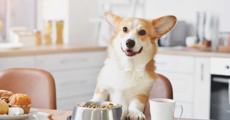 Happy dog sitting at a table with a bowl of food and muffins in the kitchen.