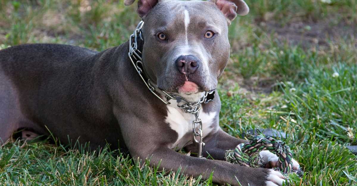 What's a good dog food for pit bulls? Pitbull lying on grass with a chew toy.