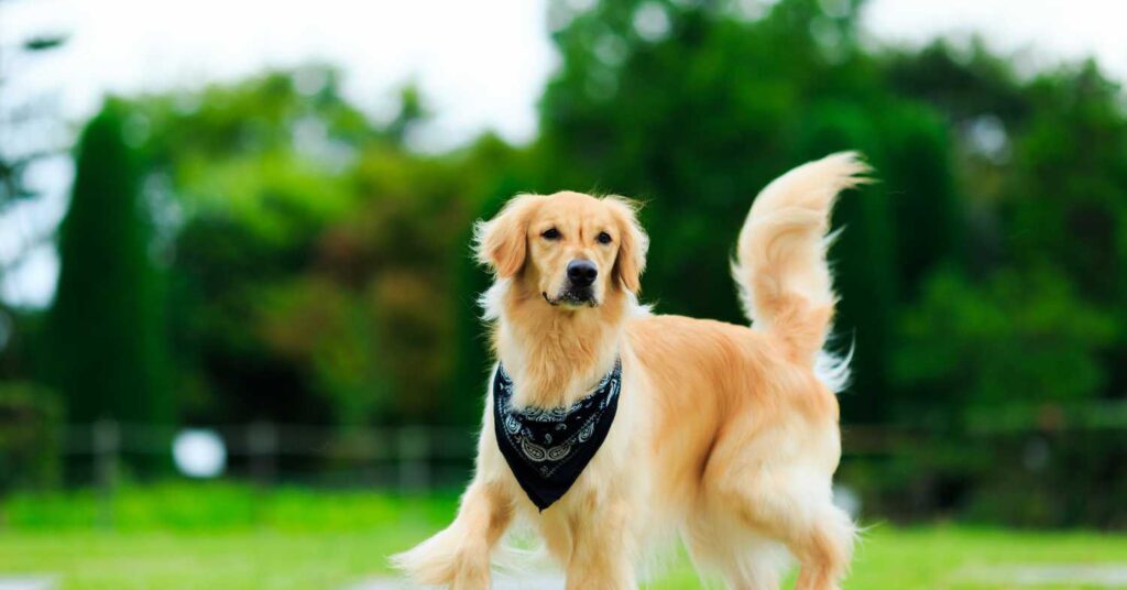 Are Golden Retrievers Smart 2