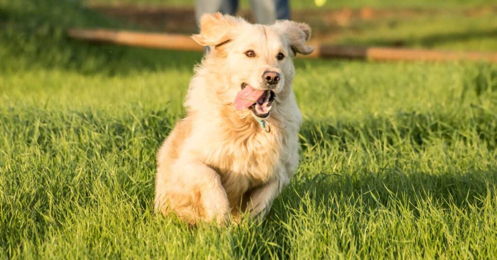 Are Golden Retrievers Smart 3