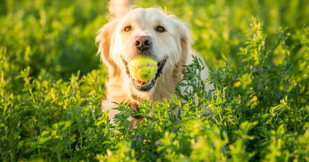 Are Golden Retrievers Smart 4