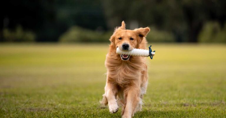 Golden Retriever running on grass with a toy in its mouth during outdoor play.