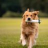 Golden Retriever running on grass with a toy in its mouth during outdoor play.