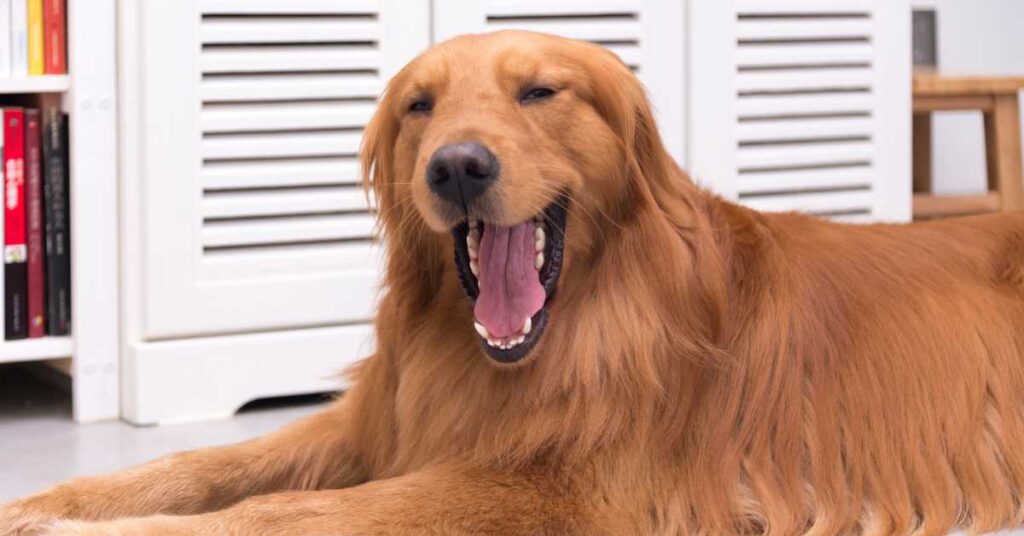 Do Golden Retrievers Shed 1