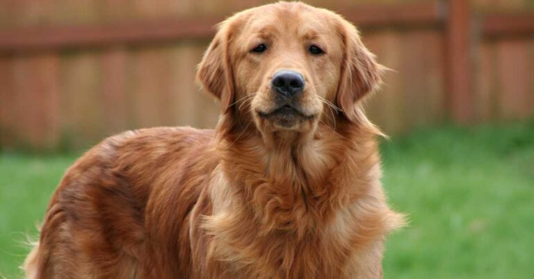 Golden Retriever standing in a backyard with a serious expression, showcasing its thick, golden coat.