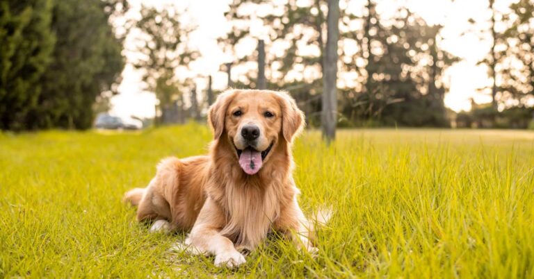 Golden Retriever lying on grass, looking happy, outdoors in a bright and sunny environment.