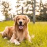 Golden Retriever lying on grass, looking happy, outdoors in a bright and sunny environment.