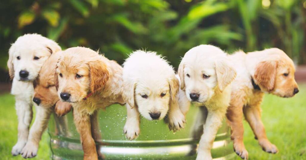 How Much Does a Golden Retriever Puppy Cost 1