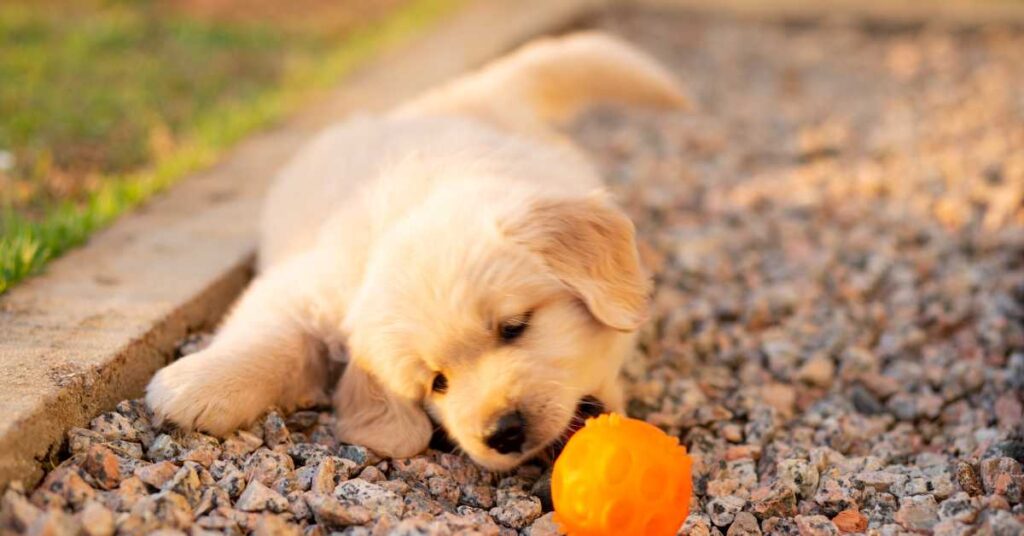 How Much Does a Golden Retriever Puppy Cost 2