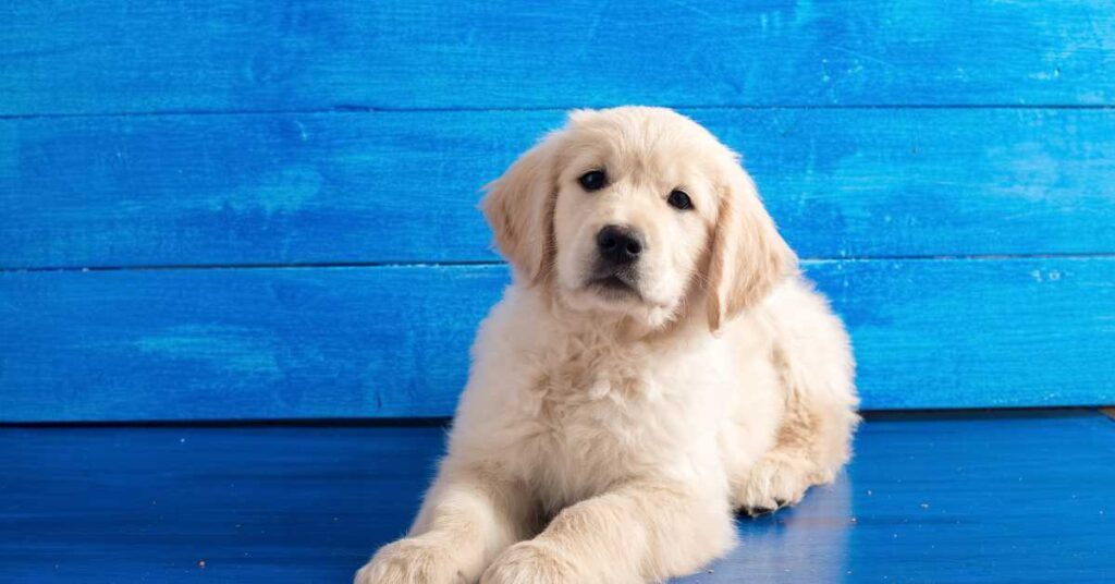 How Much Does a Golden Retriever Puppy Cost 3