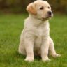 Golden Retriever puppy sitting on green grass, looking alert and curious with a calm expression.