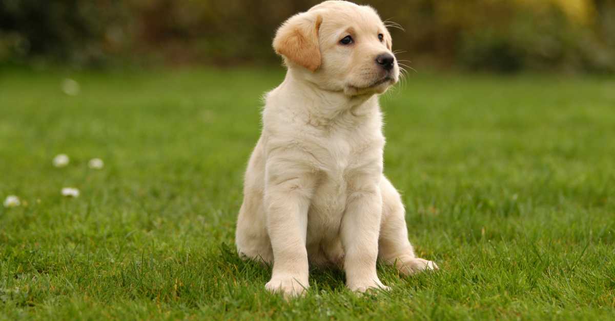 Golden Retriever puppy sitting on green grass, looking alert and curious with a calm expression.