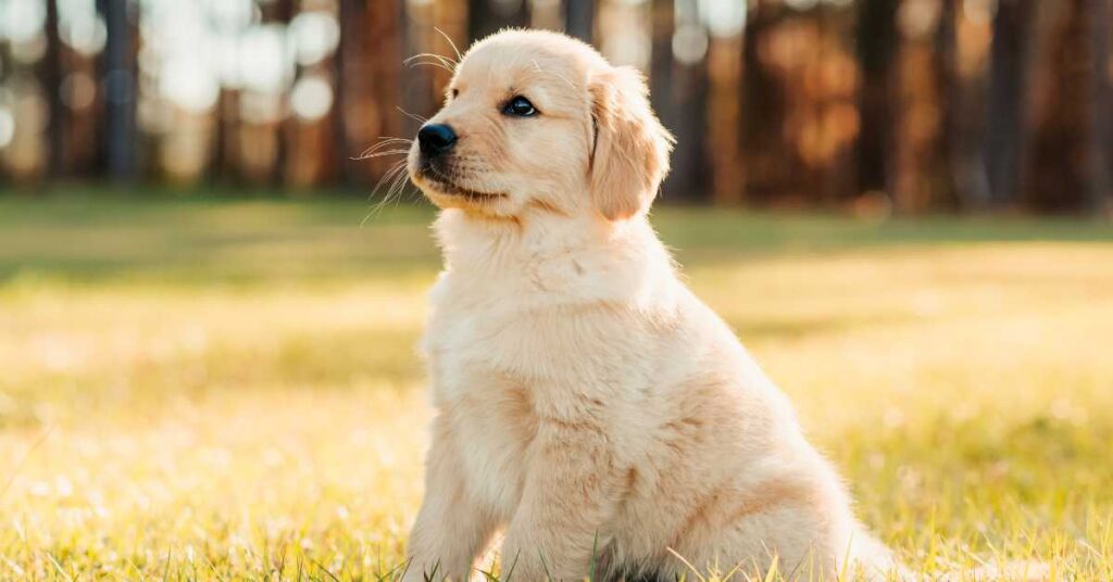 How Much Should a Golden Retriever Weigh 1