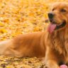 Golden Retriever lying on autumn leaves, holding a pink ball with a relaxed expression.