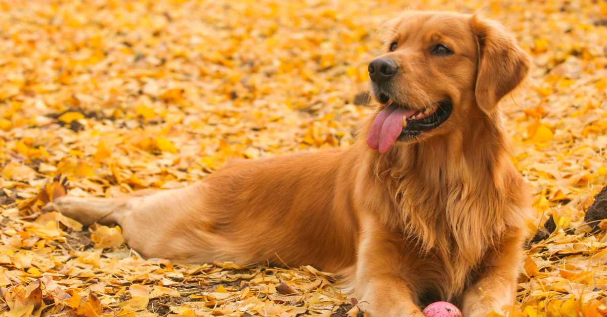 Golden Retriever lying on autumn leaves, holding a pink ball with a relaxed expression.