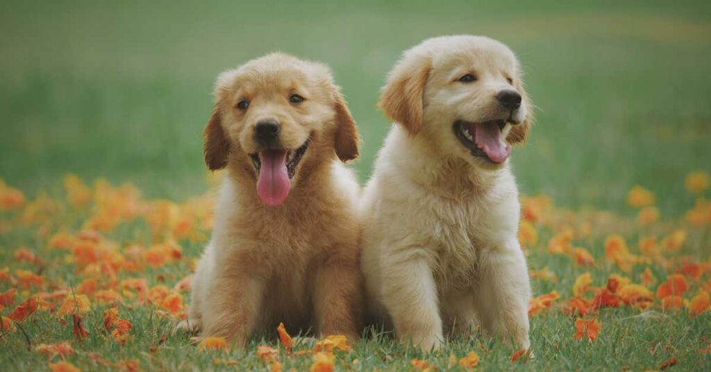 How Much to Feed a Golden Retriever Puppy 1