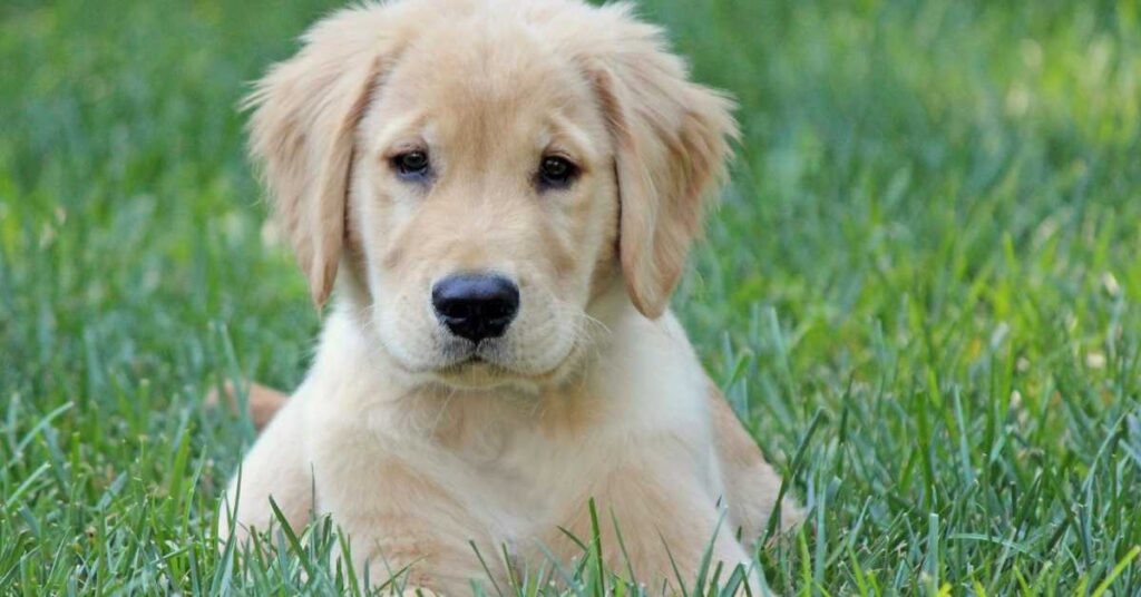 How Much to Feed a Golden Retriever Puppy 2