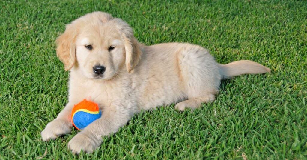 How Much to Feed a Golden Retriever Puppy 3