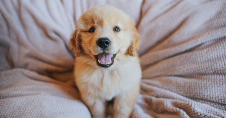 Happy golden retriever puppy sitting on a cozy blanket, looking up with a joyful expression.