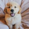 Happy golden retriever puppy sitting on a cozy blanket, looking up with a joyful expression.