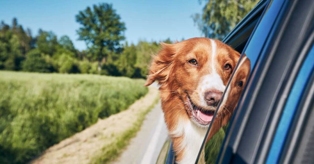 How to Remove Dog Hair from Car 1