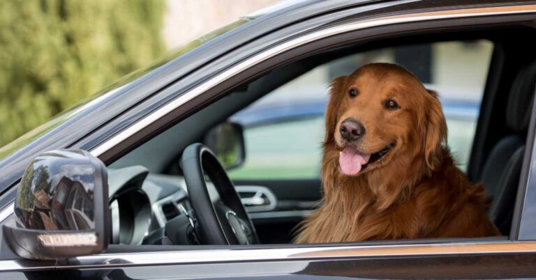 Golden Retriever sitting in a car, looking happy through the driver's window on a sunny day.