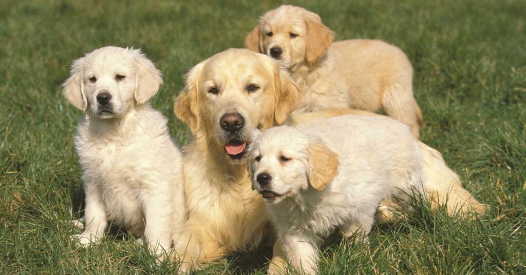 Where to Buy Golden Retriever Puppies 1